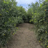 فروش باغ 1035 متری کوچه باغ مهستان