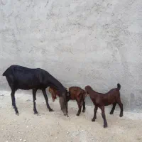 بز پاکستانی خورمای کهردار یک بز آبستن|حیوانات مزرعه|بندر دیر, |دیوار