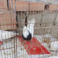 طوقی|پرنده|آشخانه, |دیوار