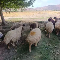 گوسفندداشتی یکدست