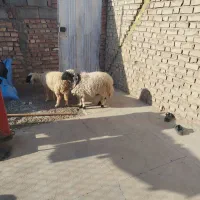 دوراس بره کاور دم شلال ناز