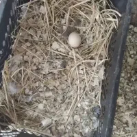 مرغ کرچ کسی داشت خبر بده