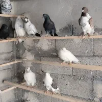کبوتر پرشی واکسن خورده اماده|پرنده|اشنویه, |دیوار