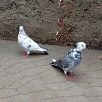 کبوتر تهرانی|پرنده|گیلان غرب, |دیوار