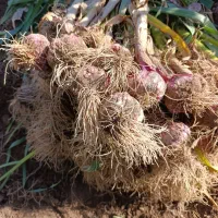 فروش سیر قرمز علفی همدان