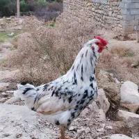 خروس گلین|حیوانات مزرعه|مسجد سلیمان, |دیوار