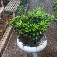 گل بونسای میخک از تولیدی بخر|گل و گیاه طبیعی|مشهد, حضرت حجت|دیوار