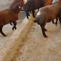 بره نر هترو