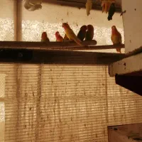 سره و قناری