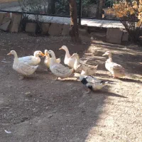 اُردک های رسمی خانگی.|حیوانات مزرعه|مشکین‌دشت, |دیوار