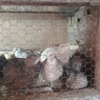 بلدرچین درحال تخم درشت