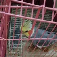 فروش عروس هلندی