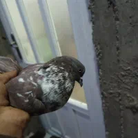 ۳۰۰دونی|پرنده|آبدانان, |دیوار