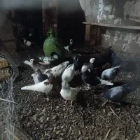 کفتر ملقی و گوک