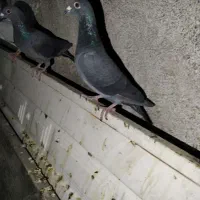 کبوتر مسافتی|پرنده|موچش, |دیوار