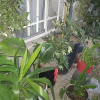 گل های زیبا و گلدان برند کیا گالری