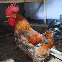 خروس و اردک خارجی