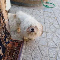 سگ خارجی|سگ|بروجرد, |دیوار