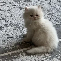 گربه اسکاتیش ۱۸میلیون