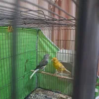 یک جفت قناری نرو ماده با قفس ولوازم