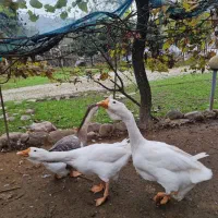 قوغاز میکس لیندا خالماگوری ماده