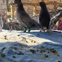 بهبونی نر معاوضه|پرنده|مرودشت, مسجد رسول‎|دیوار