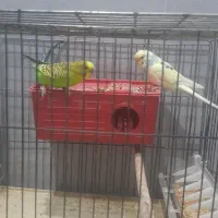 دو عدد مرغ عشق نر و ماده با تمام وسایل و قفس