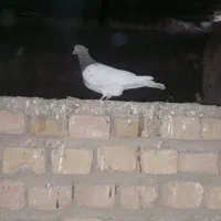 کفتر پرشی ۷نر