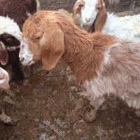 یک بز بابزغاله ویک عددبز