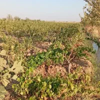 زمین کشاورزی و باغ|فروش زمین و ملک کلنگی|دشتابی, |دیوار