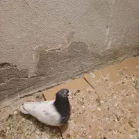 جفت کله دار معاوضه با قناری