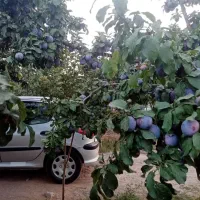 فروش باغ