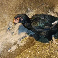 تعدادی مرغ و خروس لاری