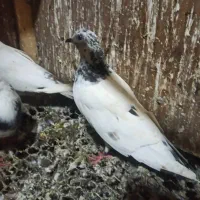 کبوتر فروشی|پرنده|رشت, جانبازان|دیوار