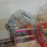 عروس هلندی نر