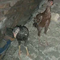 جوجه فروشی سالم