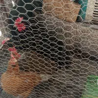 مرغ و خروس  فروش فوری