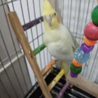 سلام یه عدد عروس هلندی به فروش میرسد|پرنده|پاکدشت, پاکدشت (مامازند)|دیوار