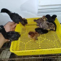 جوجه مرغ رسمی