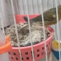 ۲جفت قناری رسمی جوان ۱نر ۲ساله