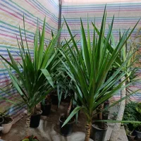 یوکا .شفلرا.خرفه ای.