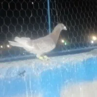 نرنرقورگی المانی|پرنده|تربت‌حیدریه, بازار|دیوار