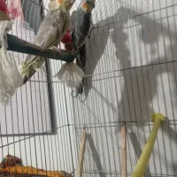 عروس هلندی فروشی ومرغ عشق|پرنده|ابهر, |دیوار