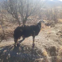 قوچ قوت پلنگی|حیوانات مزرعه|زند, |دیوار