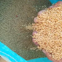 گندم دیم درجه یک