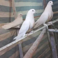کبوتر سفید پر
