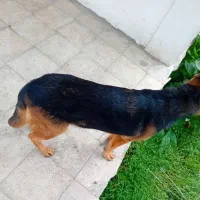 ماده ژرمن کلاسیک|سگ|رشت, حومه رشت|دیوار