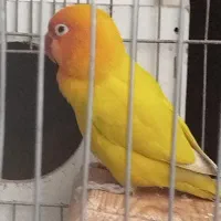 طوطی برزیلی|پرنده|کرمانشاه, |دیوار