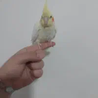 عروس هلندی لوتینو|پرنده|شهریار, شهرک بهاران (ویره)|دیوار