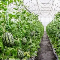 زمین گلخانه کورده - لارستان